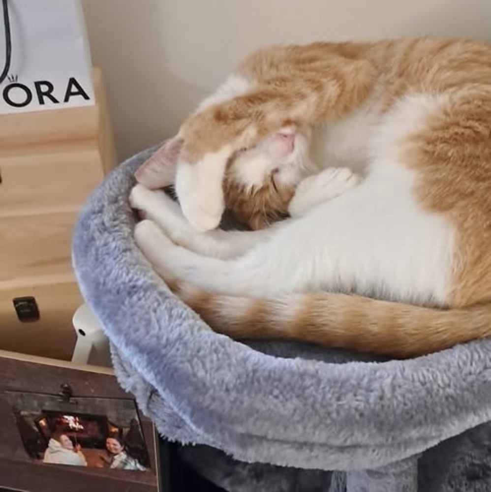 Meet your Posher, Angela